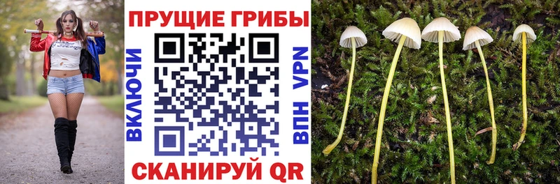 Псилоцибиновые грибы Psilocybe Череповец
